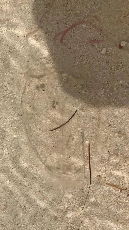 DoE issues advisory on jellyfish stings