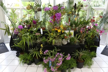 Botanic Park Orchid Show & Sale: A Springtime Oasis