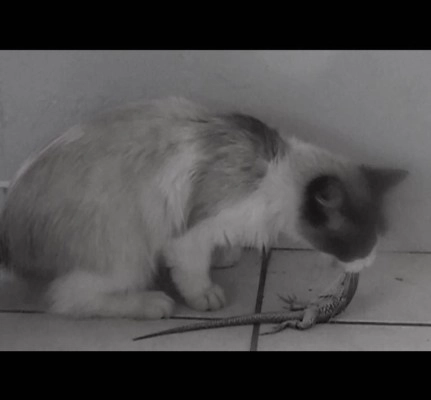 Premier Panton Responds to Animal Welfare Concerns