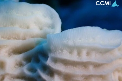 CCMI Reveals the Impact and Future Implications of Record Breaking Temperatures on Little Cayman's Reefs