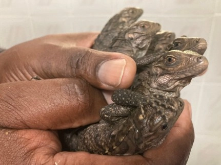 The Arrival of Blue Iguana Hatchlings