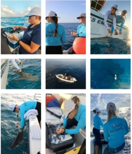 Deep-diving behaviour of Caribbean reef sharks