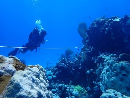 The Changing Face of Cayman's Reefs