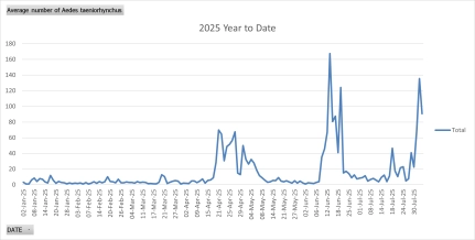 Surge in Mosquito Numbers Following Recent Weather