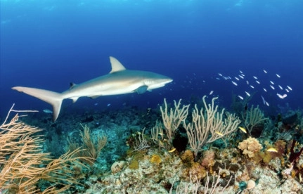 DoE secures UK funding for new shark study