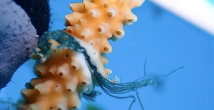 Illegal Coral Nursery Found at Smith Cove