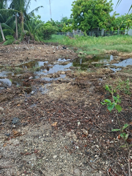 Seasonal Increase in Mosquito Activity Expected Across Grand Cayman