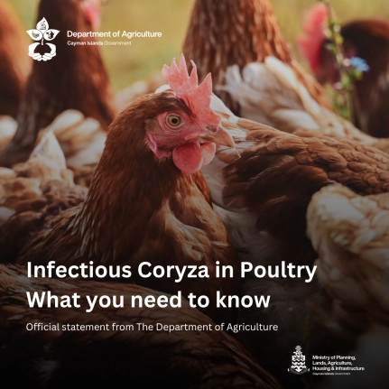 Department of Agriculture – Issues Advisory on Infectious Coryza in Poultry Flocks