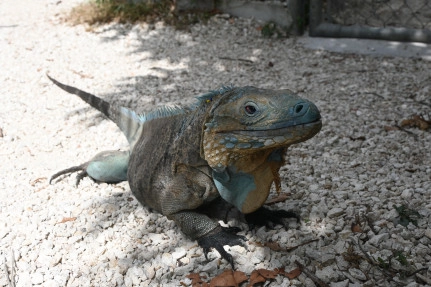 New Home for Blue Iguana Conservation!