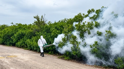 Mosquito Counts Fall as Control Efforts Continue