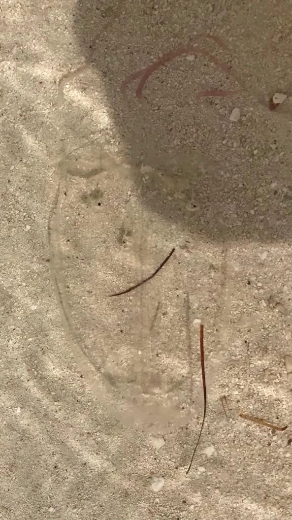 DoE issues advisory on jellyfish stings