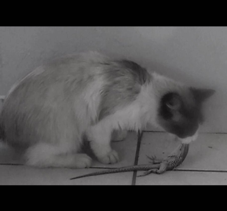 Premier Panton Responds to Animal Welfare Concerns