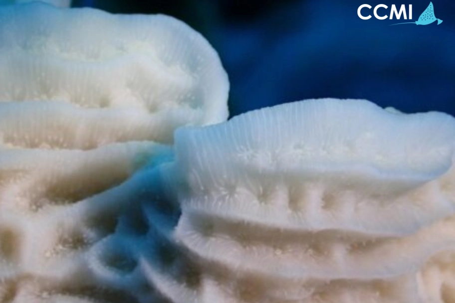 CCMI Reveals the Impact and Future Implications of Record Breaking Temperatures on Little Cayman's Reefs