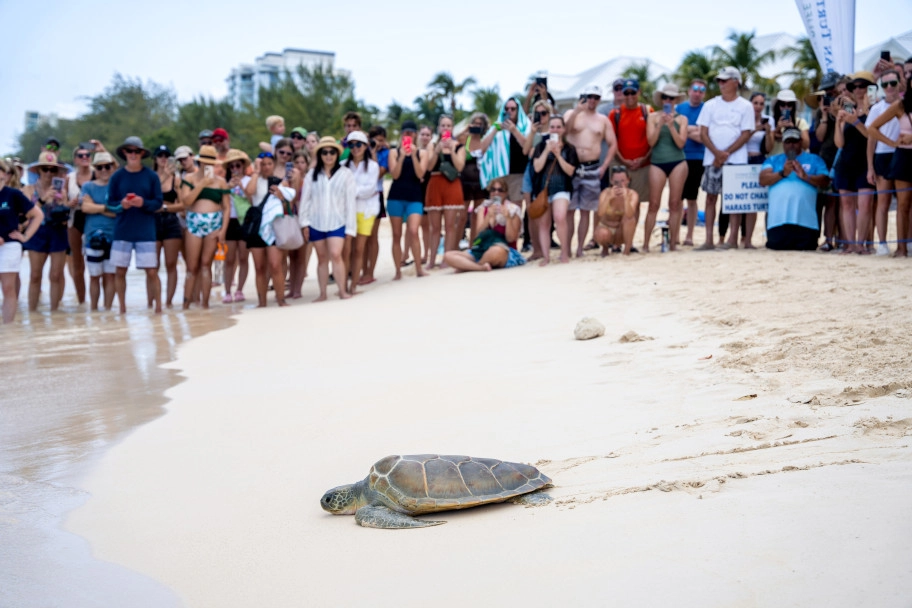Cayman Turtle Centre Announces Exciting Pirates Week Events and Milestone Turtle Release