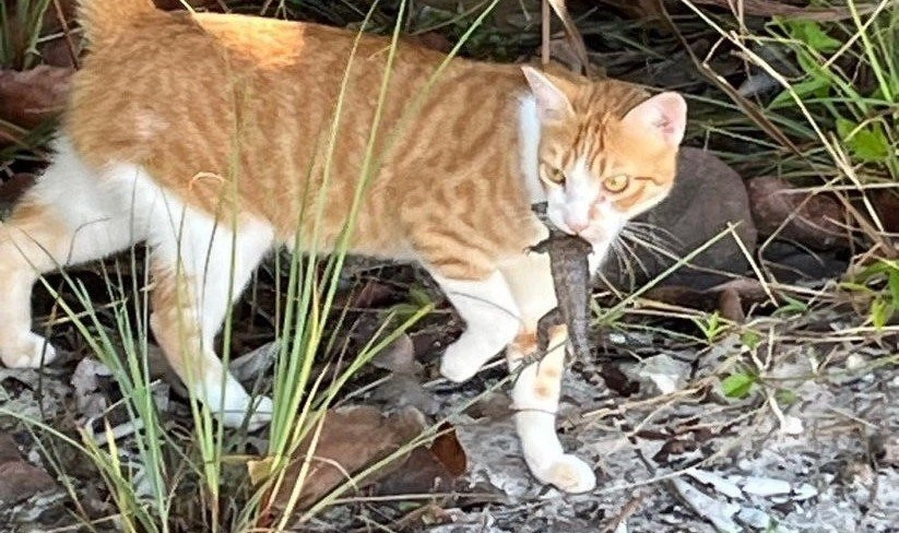 More humane feral cat control procedures introduced in Little Cayman
