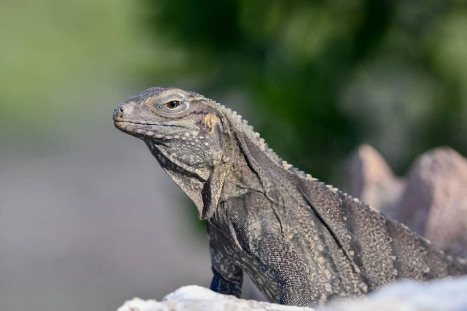 Precision rifle euthanasia improves humane outcomes