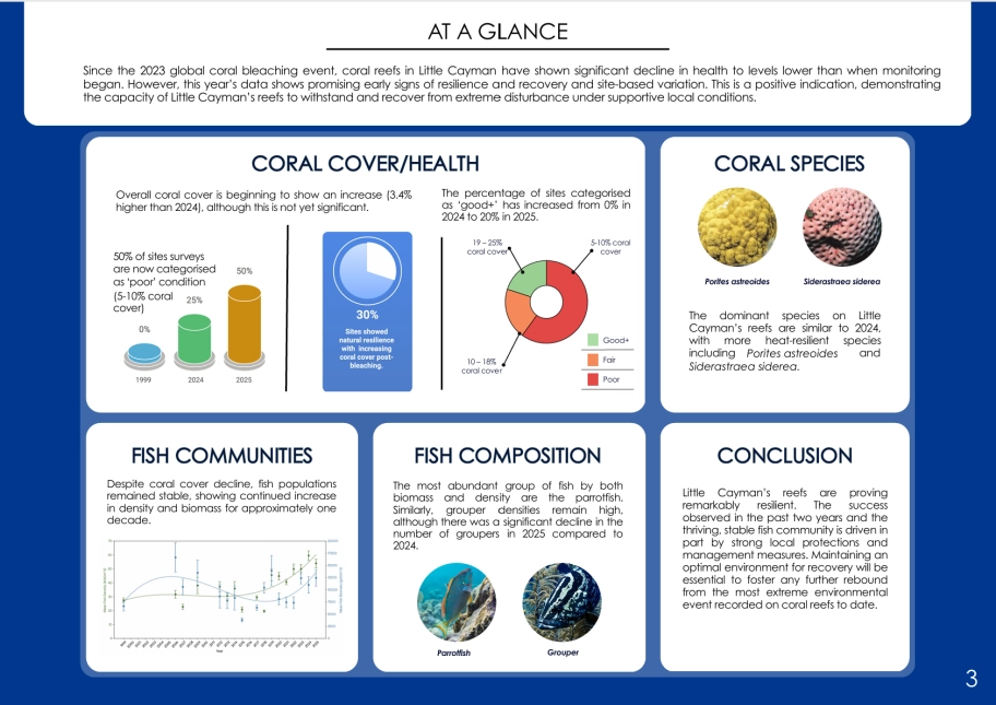 Little Cayman Hope Spot Shows Early Signs of Reef Recovery