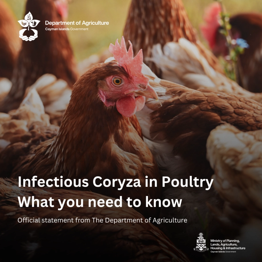 Department of Agriculture – Issues Advisory on Infectious Coryza in Poultry Flocks