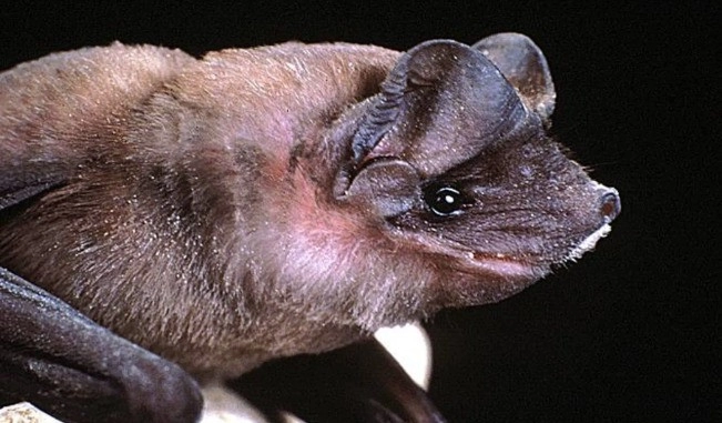Citizen scientists get batty with Bat Count Cayman