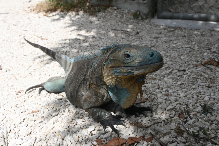 New Home for Blue Iguana Conservation!