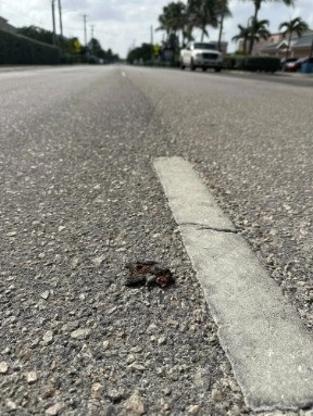 Turtle hatchlings found dead as artificial lights lead them away from sea